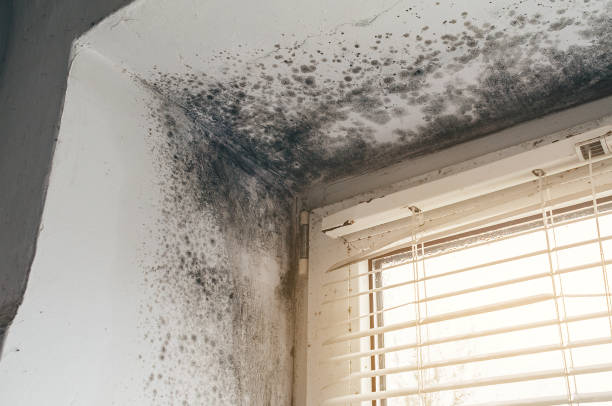 Affordable Mold Inspection And Testing solutions in Central City, KY
